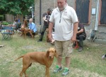 Magyar_Vizsla_04