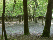 Bosco della Mesola