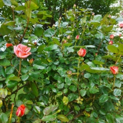 Rose - Agriturismo Al Giuggiolo